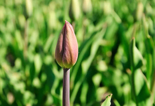 Tulip bud