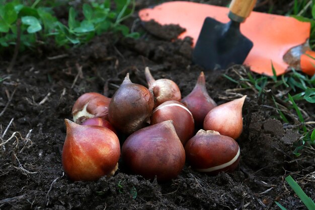 Tulip bulbs close-up next to the garden on the flower bed. The concept of planting tulips in the autumn or spring.