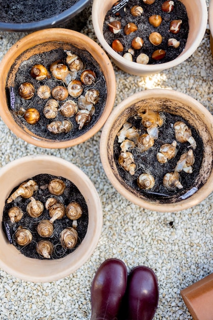 Tulip bulbs planted in clay jugs