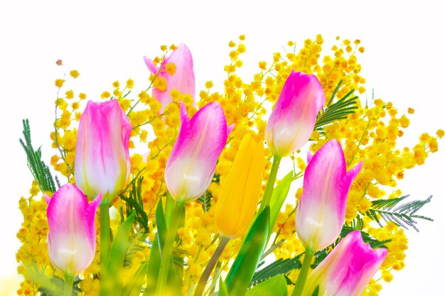 Tulip Bush of yellow spring flowers mimosa isolated on white background