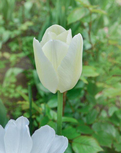 チューリップカルガリーの花庭の緑の葉と美しい白いチューリップの花