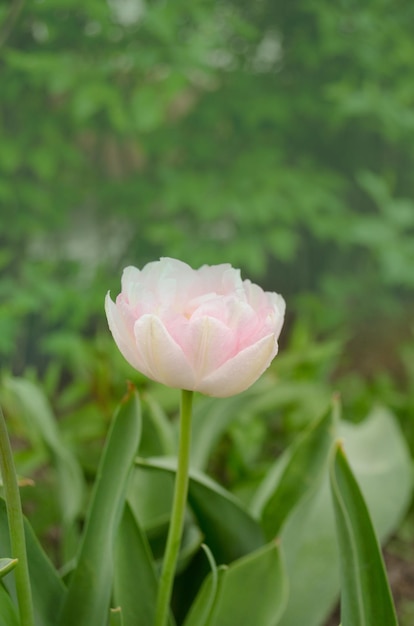 チューリップカルガリーの花庭の緑の葉と美しい白いチューリップの花