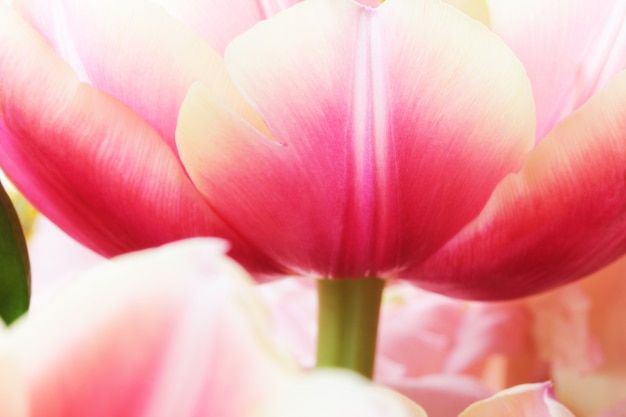 Tulip close up macro