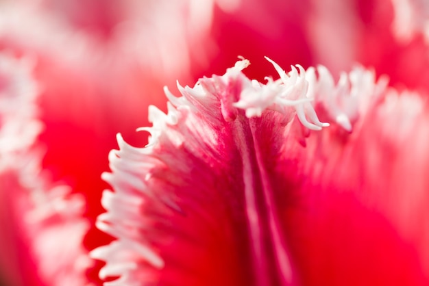 Tulip closeup shot