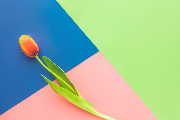 Photo tulip on colorful paper backgroundflat lay