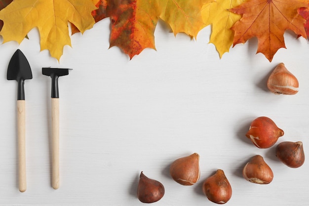 Tulip and daffodil bulbs on a white wooden table and tools for planting a plant top view