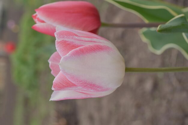 Tulip Del Piero White tulip broadly edged with pink Petal are striped or mottled