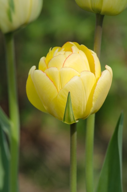 Tulip Double Beauty of Apeldoorn 밝은 톤의 노란색과 황금빛 오렌지 튤립