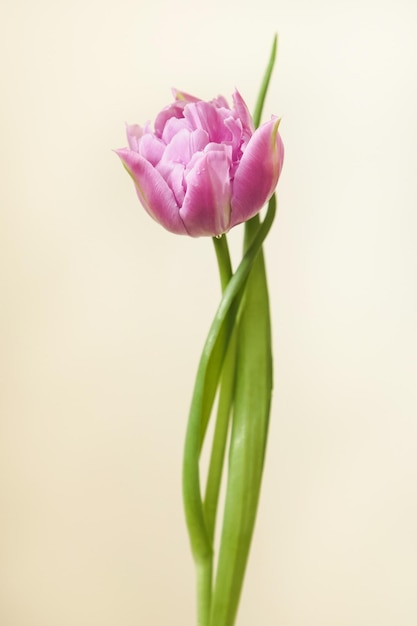 Photo tulip double price