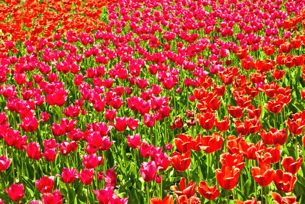 Tulip field as a background