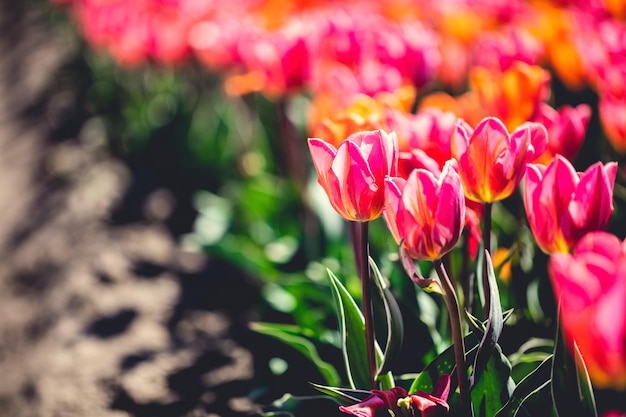 Tulip field flowers in bloom in spring Colorful springtime