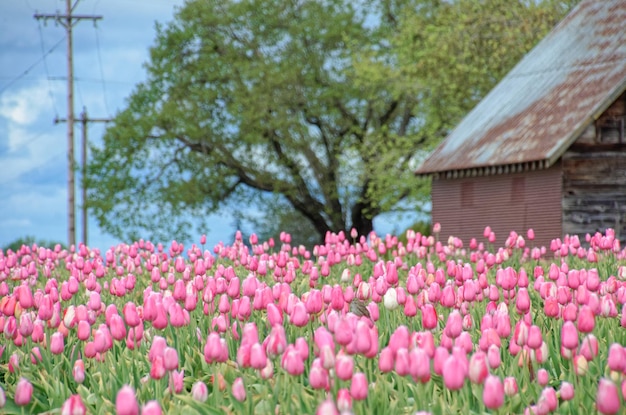 Tulip field with house in the background