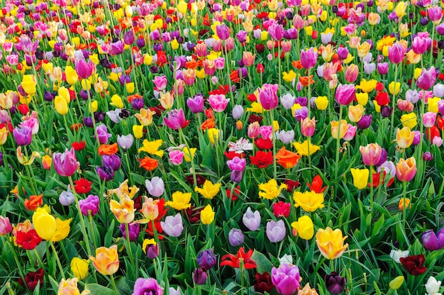 Tulip fields in Netherlands