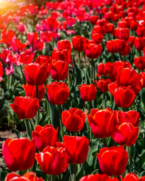 Tulip fields on a sunny spring day