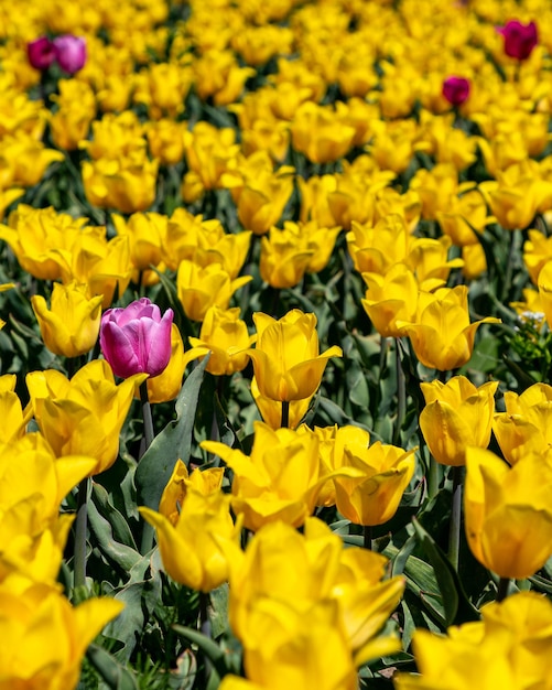 Tulip fields on a sunny spring day