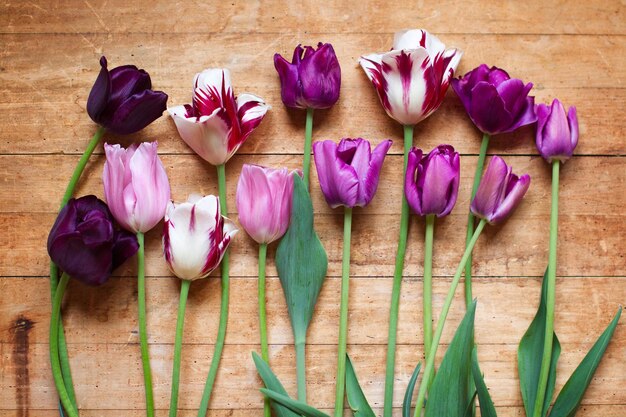 Tulip floral background