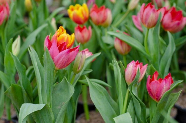 Tulip flower achtergrond wazig patroon