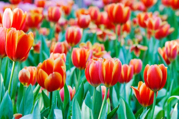 Fondo del fiore del tulipano, natura variopinta del prato dei tulipani in primavera