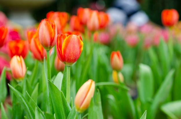 Tulip flower background pattern blurred