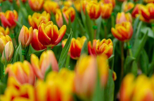 Tulip flower background pattern blurred