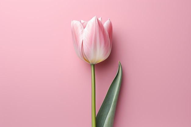 Цветочный фон тюльпана