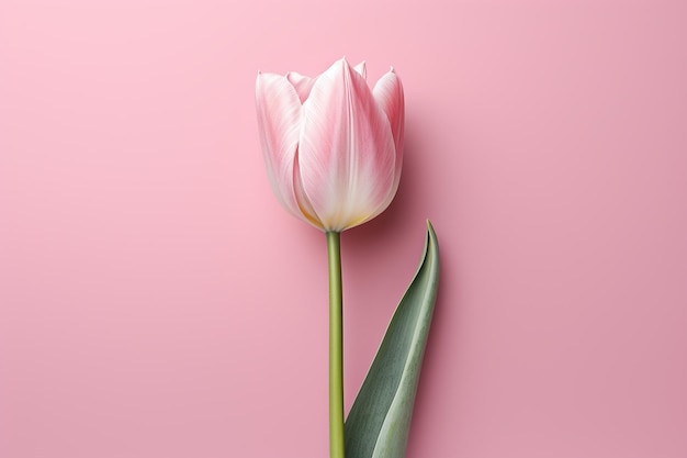 Tulip flower background