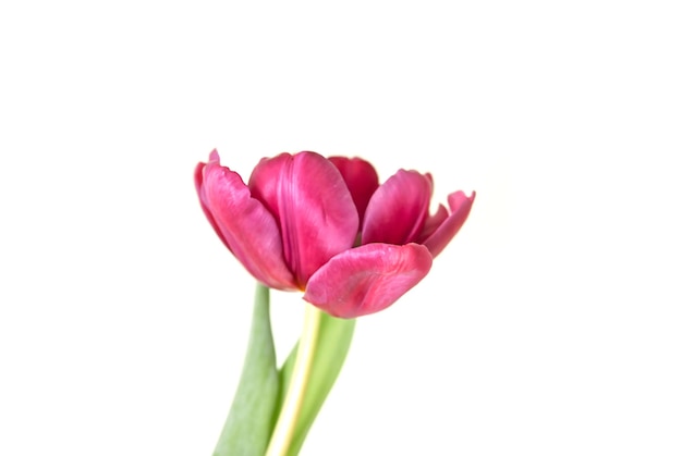 Tulip flower Beautiful spring plant in flowering season