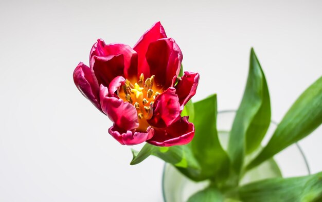 Tulip flower Beautiful spring plant in flowering season