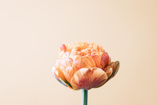 Цветок тюльпана на бежевом фоне Плоский вид сверху цветочный праздничный праздник концепция место для вашего текста избирательного фокуса