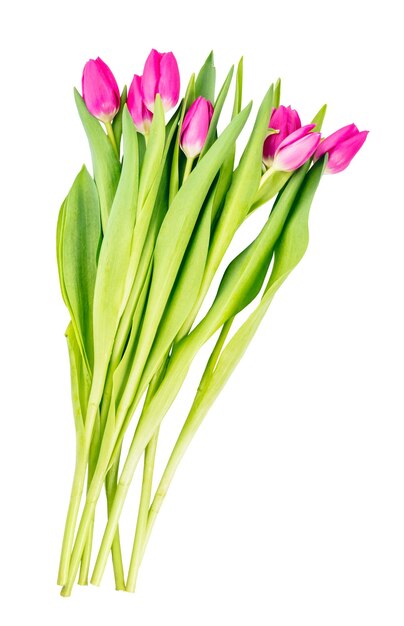 Photo tulip flower bouquet isolated on white background