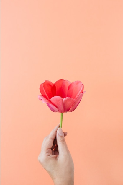 生きている珊瑚の女性の手でチューリップの花の花束