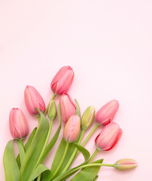 ピンクの背景にパステルカラーのチューリップの花束 女性 母の日 お祝い 贈り物