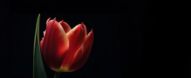 Tulip Flower on Dark Background