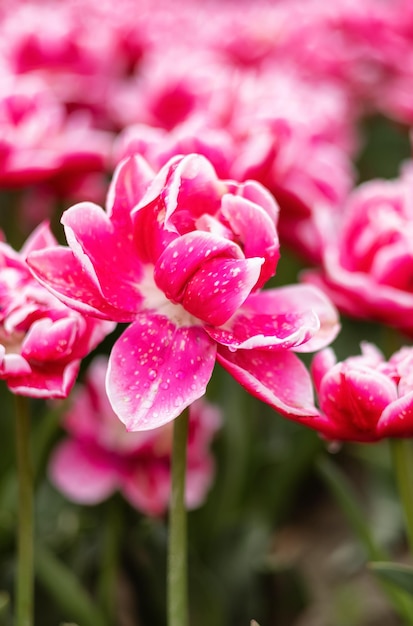 Цветочное поле тюльпанов крупным планом на фоне природы