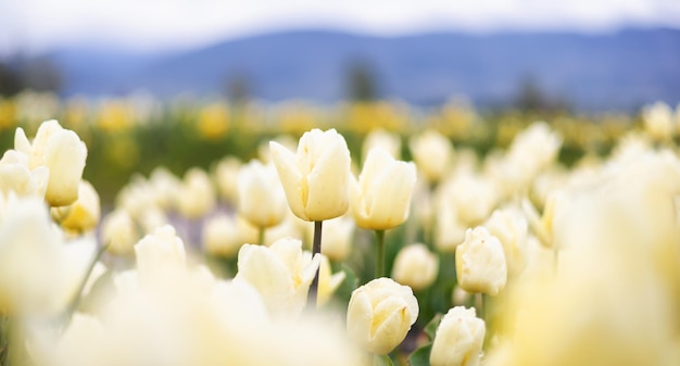 Tulip flower field close up nature background