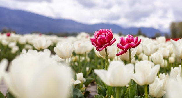 チューリップの花畑は自然の背景をクローズアップ