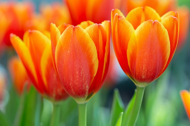 Tulip flower in field at winter or spring day