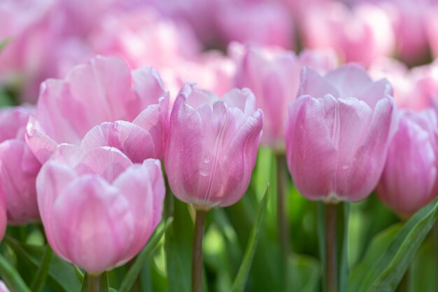 冬または春の日のフィールドのチューリップの花