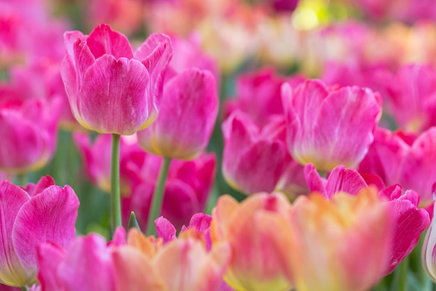 冬または春の日のフィールドのチューリップの花