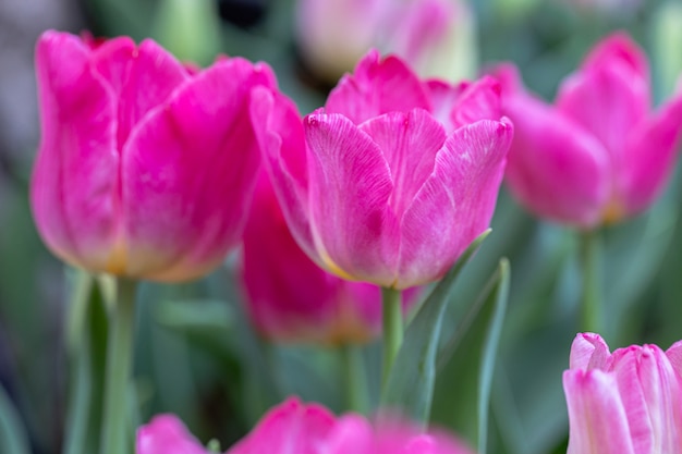 冬または春の日のフィールドのチューリップの花