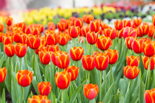 チューリップの花畑