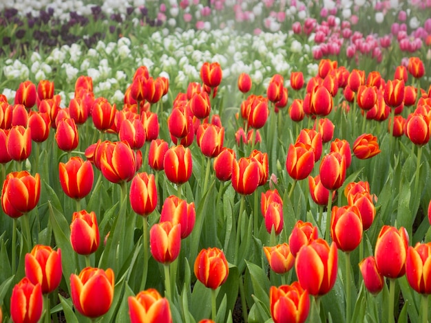 Campi di fiori del tulipano