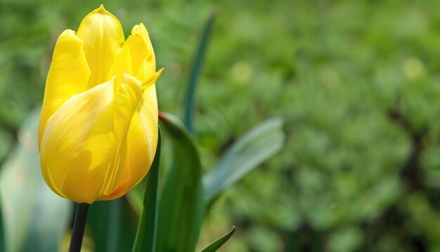 Tulip flower in the garden