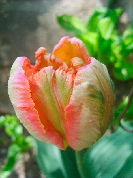 Tulip flower in green foliage photo