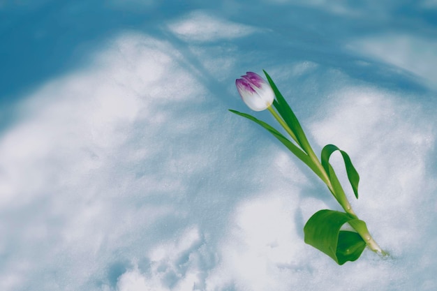 Tulip flower growing in snow in early spring garden