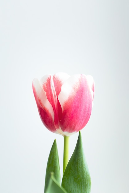 Tulip flower head and leaf with copy space, vertical. Spring delicate plant on white wall, close-up. Template for postcard, banner