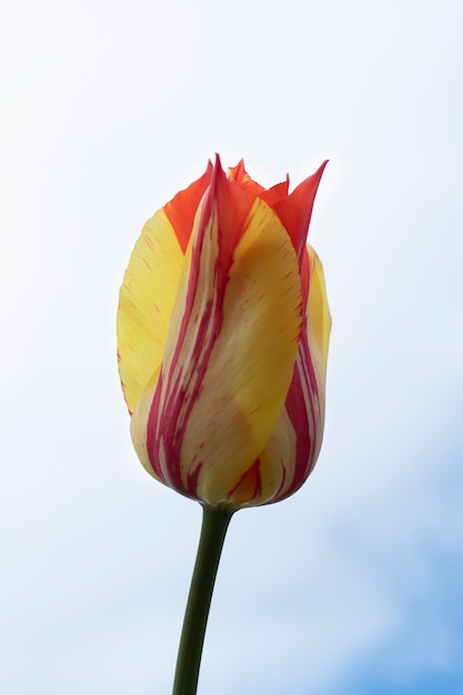 写真 空のチューリップの花