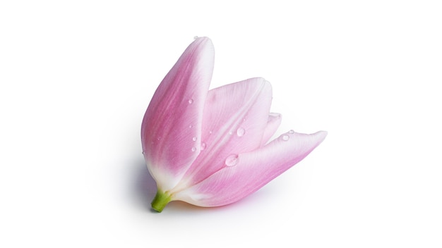 Fiore del tulipano isolato su priorità bassa bianca. foto di alta qualità