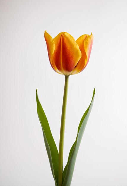 Tulip flower isolated on white background