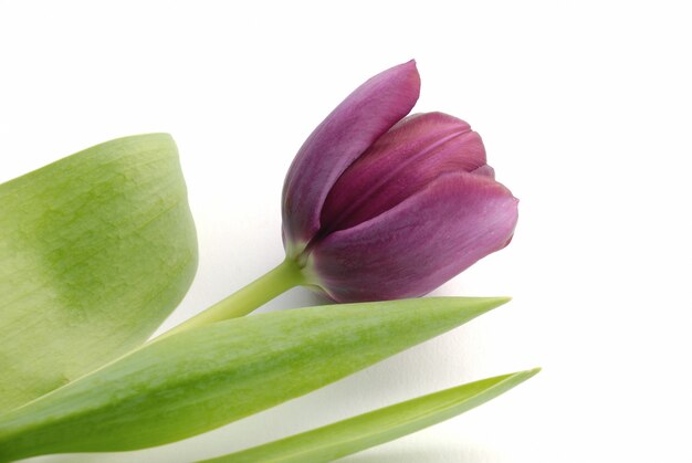 Tulip flower isolated